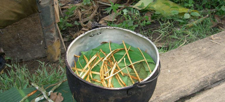 Los científicos confirman que la ayahuasca fomenta la formación de nuevas neuronas
