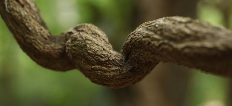 La ayahuasca cumple 1,25 millones de años