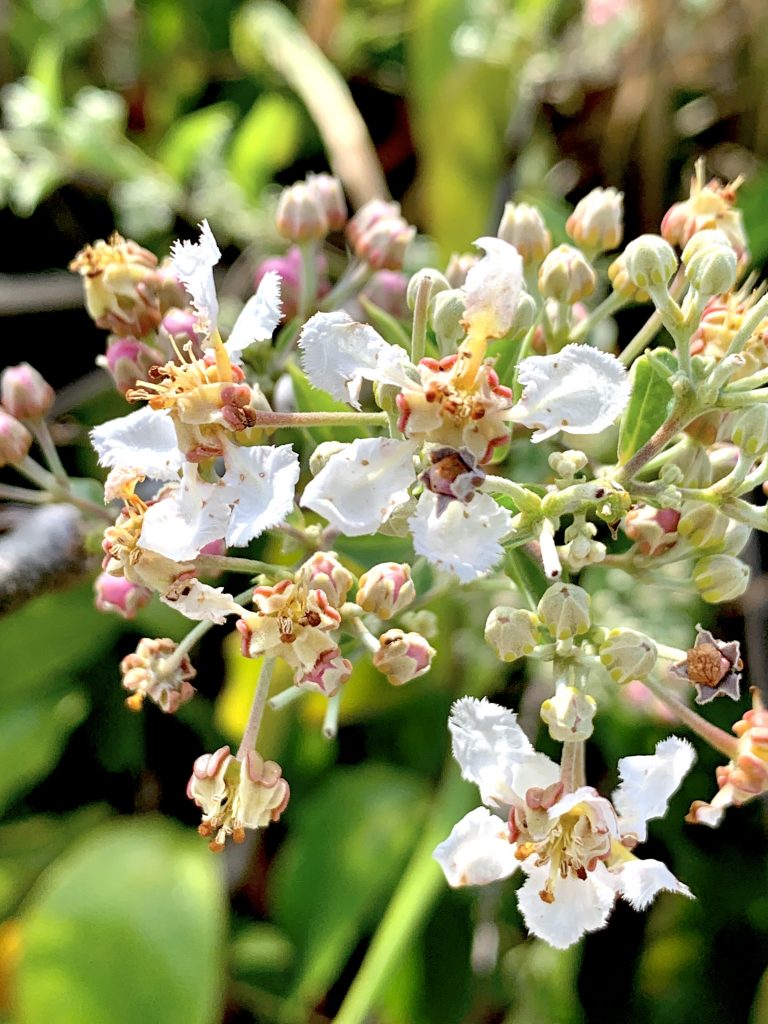 Flor de la ayahuasca. Foto de Virgilio Bomfim.