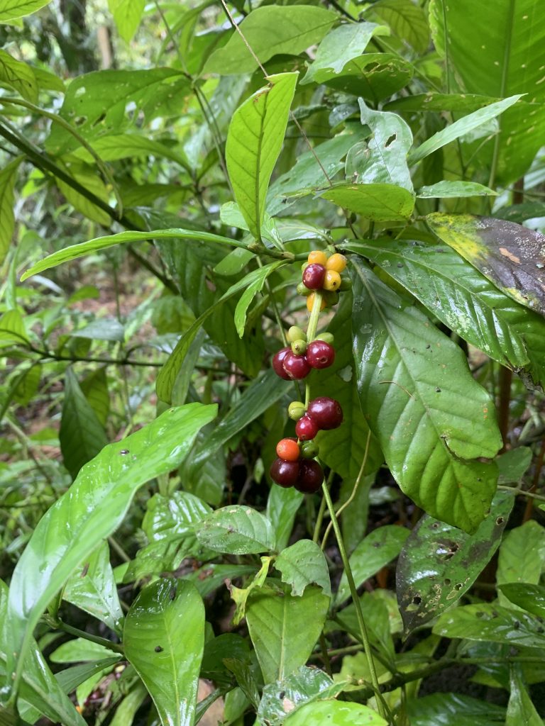 Fruto de la chacruna. Gentileza de Virgilio Bomfim.