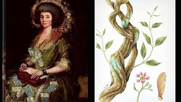 Inés Muñoz, the Spanish ‘conquistador’ who first cited ayahuasca… in 1533