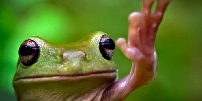 Kambó: la rana del Amazonas cuyo veneno refuerza el sistema inmunitario