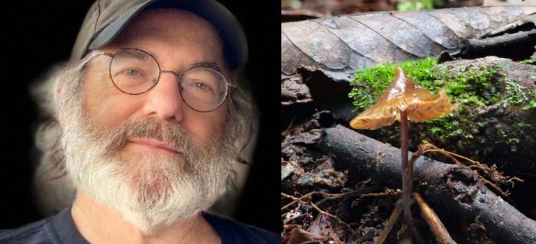 ‘Psilocybe stametsii’: Bautizan una nueva especie de hongo psilocybe en honor a Paul Stamets